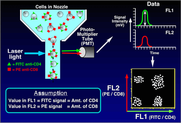 [轉發]流式細胞儀 - facscanto之基本原理與應用-免疫儀器維修-yeec維